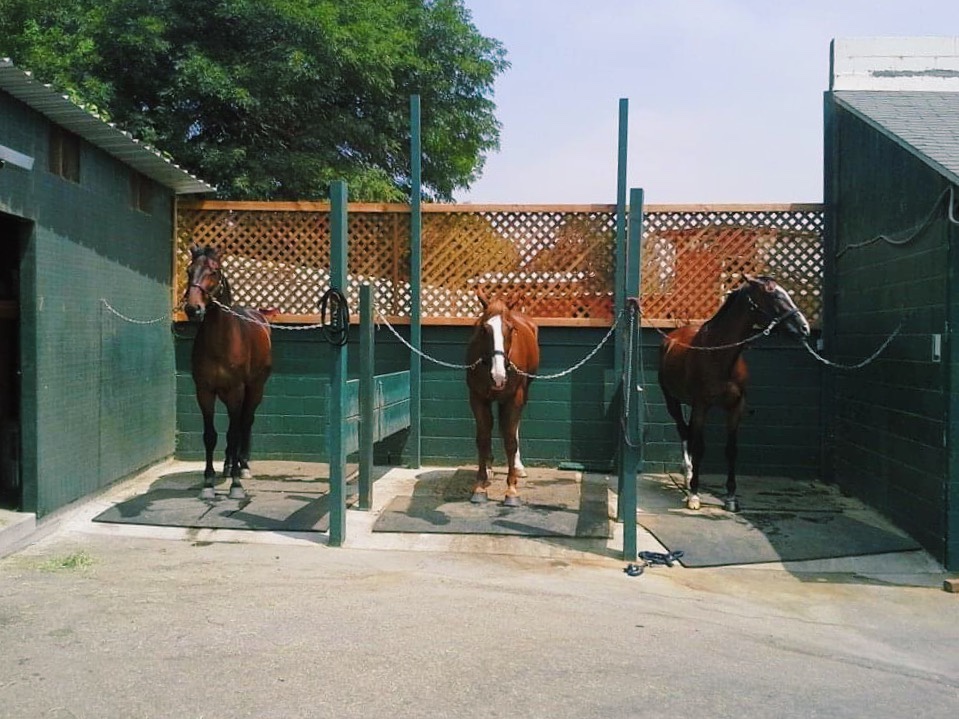 Paddock Riding Club The Paddock Riding Club || 2022 – Grey2Bay