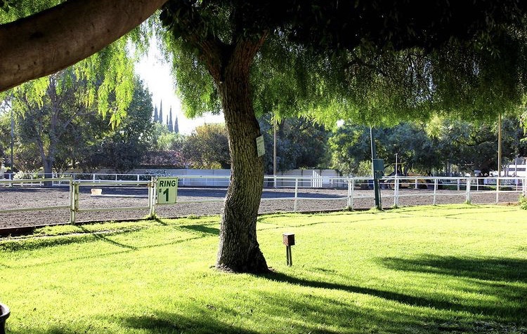 Paddock Riding Club The Paddock Riding Club || 2022 – Grey2Bay